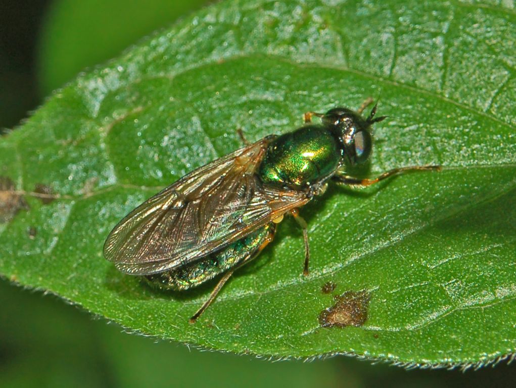 Una bella mosca verde: Chloromyia formosa F. (Stratiomyidae)